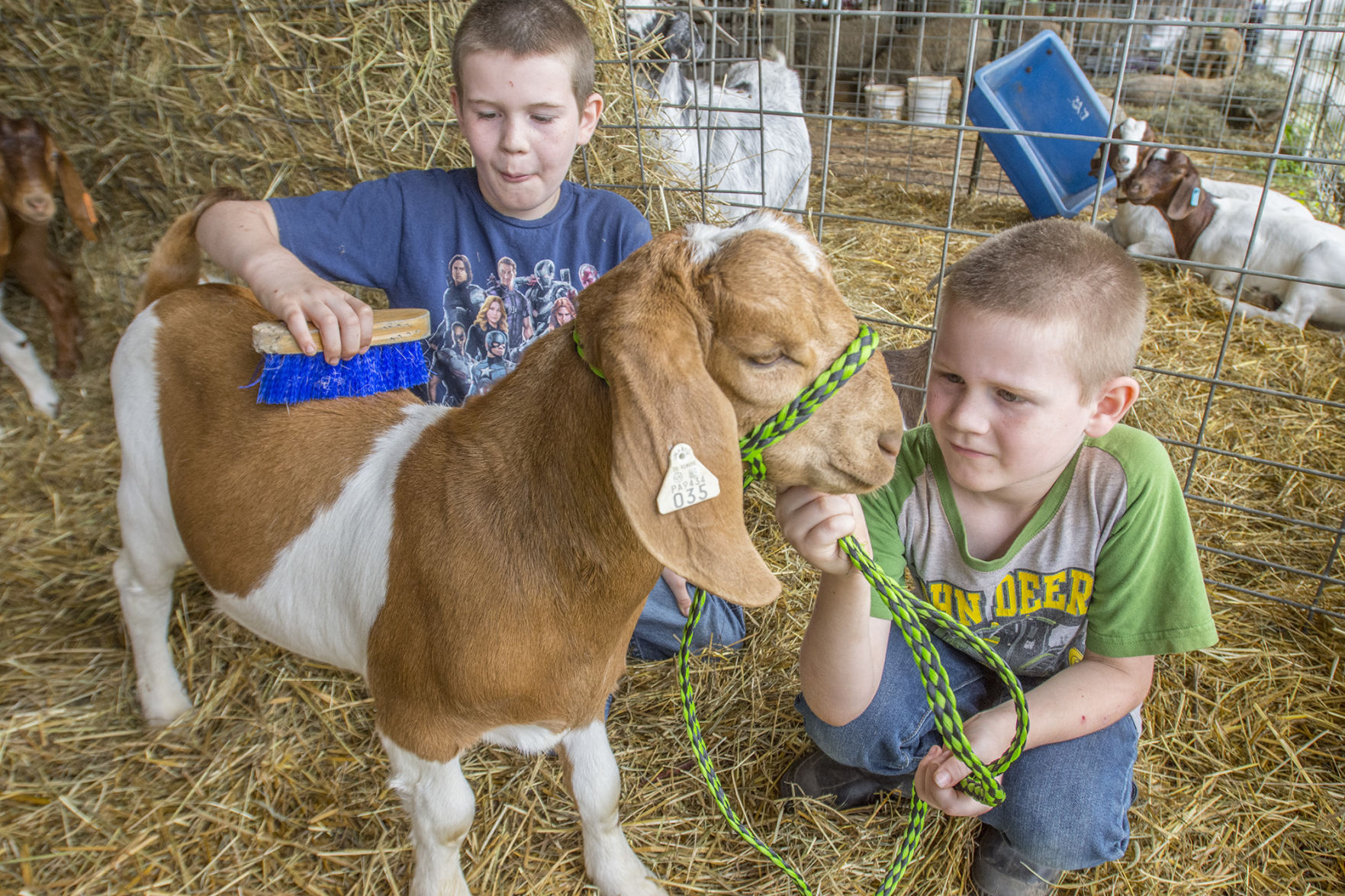 goats